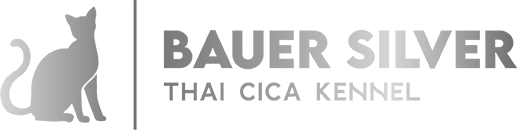 Bauer Silver – Thai cat Cattery