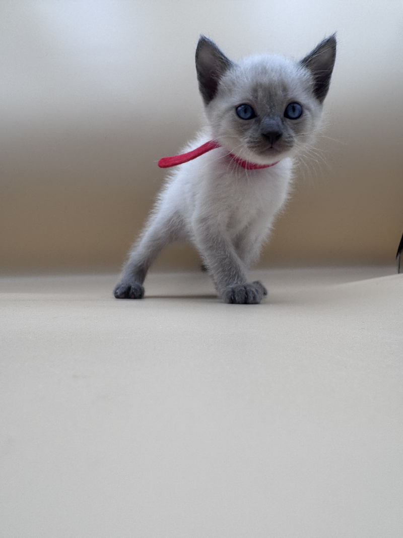 IMG_0678_